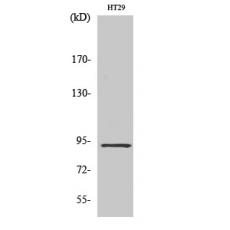 Anti-CAGE-1 antibody