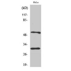 Anti-Caspase-10 B/C antibody