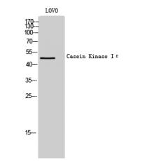 Anti-Casein Kinase Iε antibody