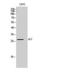 Anti-ALY antibody