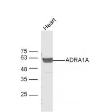 Anti-ADRA1A antibody