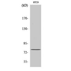 Anti-CBP80 antibody