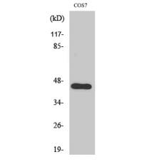 Anti-APOBEC3D/F antibody