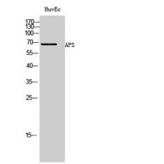 Anti-APS antibody