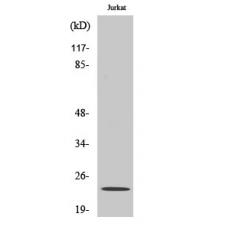 Anti-Asf1a antibody