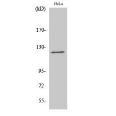 Anti-Atrophin-1 antibody