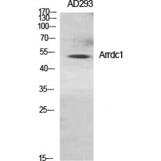 Anti-Arrdc1 antibody