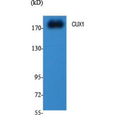 Anti-CUX1 antibody