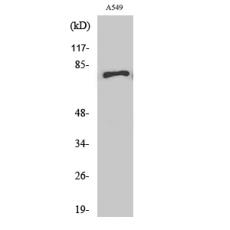 Anti-APPL1 antibody