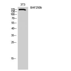 Anti-BAF250b antibody