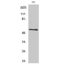 Anti-CLK1 antibody