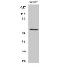 Anti-Ikaros 3 antibody