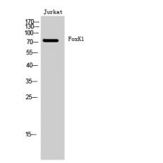 Anti-FoxK1 antibody