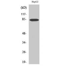 Anti-DCAMKL2 antibody