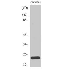 Anti-Bcl-w antibody