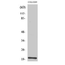 Anti-BET3 antibody