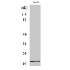 Anti-Cerebellin 1 antibody