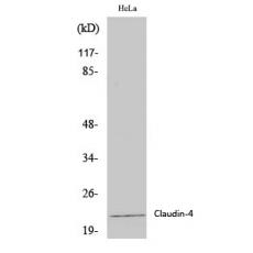 Anti-Claudin-4 antibody