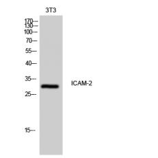 Anti-ICAM-2 antibody