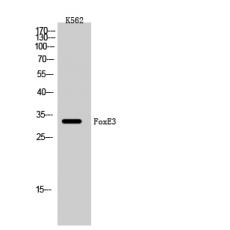 Anti-FoxE3 antibody