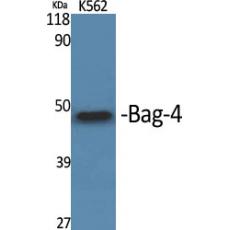 Anti-Bag-4 antibody