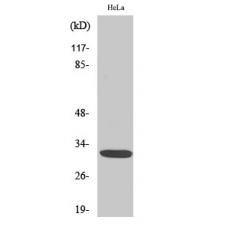 Anti-Dlx-5 antibody