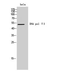 Anti-DNA pol δ3 antibody