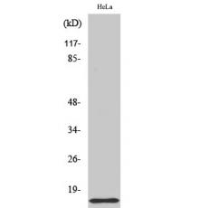 Anti-COX17 antibody