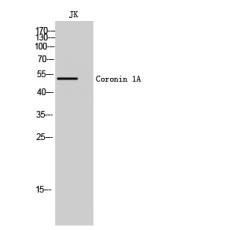 Anti-Coronin 1A antibody