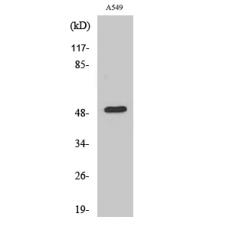 Anti-Dynactin 2 antibody