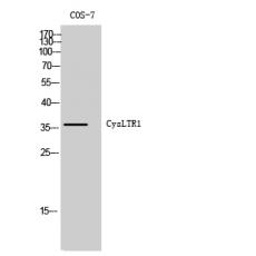 Anti-CysLTR1 antibody