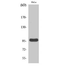 Anti-Cyclin M2 antibody