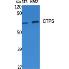 Anti-CTPS antibody