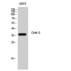 Anti-Dok-5 antibody