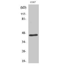 Anti-E2F-4/5 antibody