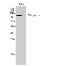 Anti-DNA pol ι antibody