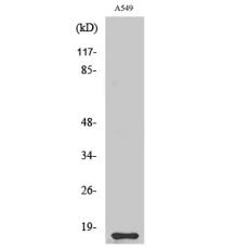 Anti-Cystatin 11 antibody