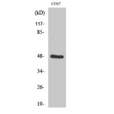 Anti-Endophilin B2 antibody