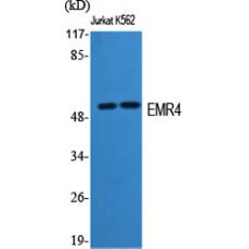 Anti-EMR4 antibody