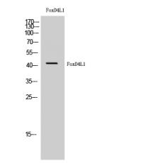 Anti-FoxD4L1 antibody