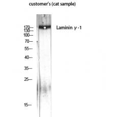 Anti-Laminin γ-1 antibody
