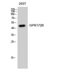 Anti-GPR172B antibody