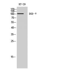 Anti-DGK-θ antibody