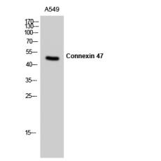 Anti-Connexin 47 antibody