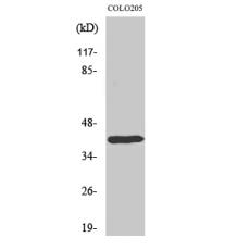 Anti-Dlx-4 antibody