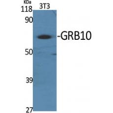 Anti-GRB10 antibody