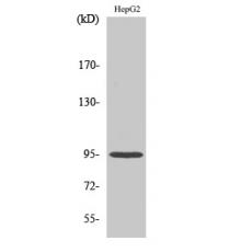 Anti-Fer antibody