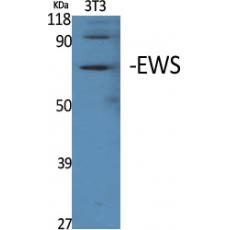 Anti-EWS antibody