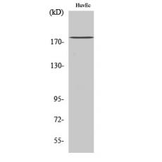 Anti-IQGAP3 antibody