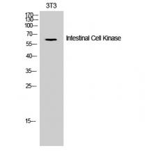 Anti-Intestinal Cell Kinase antibody